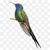 ��֦�ϵĴ���-������