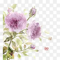 Ö²Îï-¿ÕÈôÍø Ö²Îï-¿ÕÈôÍø