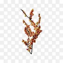 黄白 白色 果子 树枝-空若网 黄白 白色 果子 树枝-空若网