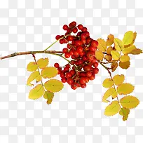 红色果子-空若网 红色果子-空若网