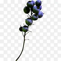 紫色果子-空若网 紫色果子-空若网