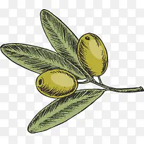 手绘精美橄榄树枝-空若网 手绘精美橄榄树枝-空若网