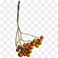 果枝-空若网 果枝-空若网