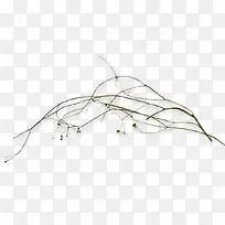 干枯的果子-空若网 干枯的果子-空若网