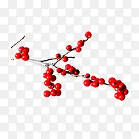 一枝红果-空若网 一枝红果-空若网