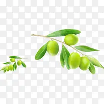 青枣果子-空若网 青枣果子-空若网