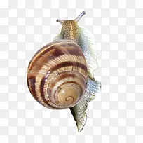 蜗牛图片-空若网 蜗牛图片-空若网