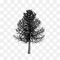 绘画植物 树 黑白-空若网 绘画植物 树 黑白-空若网