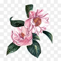 矢量山茶花-空若网 矢量山茶花-空若网