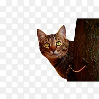 树后面的猫-空若网 树后面的猫-空若网