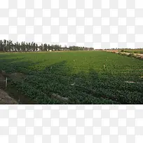 ��԰�߲˻��ز˵�-������