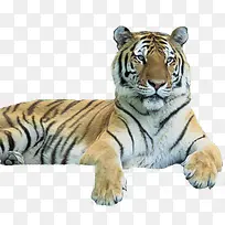 老虎-空若网 老虎-空若网