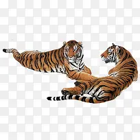 老虎-空若网 老虎-空若网