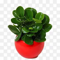 红色花盆万年青素材-空若网 红色花盆万年青素材-空若网
