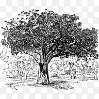 ïÃܵÄÑó»±Ê÷-¿ÕÈôÍø ïÃܵÄÑó»±Ê÷-¿ÕÈôÍø