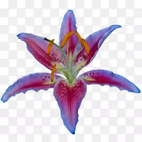 虎百合埃及莲花花瓣剪贴画百合花-空若网 虎百合埃及莲花花瓣剪贴画百合花-空若网