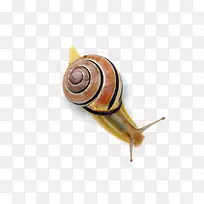 ���е���ţ-������