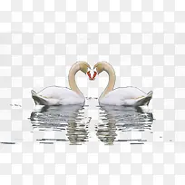一对在湖面上的天鹅-空若网 一对在湖面上的天鹅-空若网