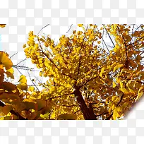 银杏树-空若网 银杏树-空若网
