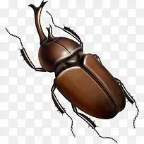 蟑螂手绘-空若网 蟑螂手绘-空若网