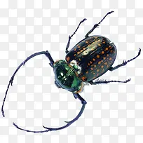 爬行类臭虫-空若网 爬行类臭虫-空若网