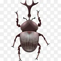 甲壳虫矢量图-空若网 甲壳虫矢量图-空若网