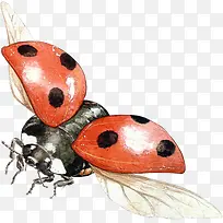 瓢虫-空若网 瓢虫-空若网