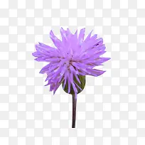 一朵盛开的奶蓟草图片素材-空若网 一朵盛开的奶蓟草图片素材-空若网