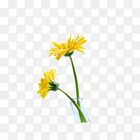 玻璃花瓶 花卉 黄色的话 盛开花-空若网 玻璃花瓶 花卉 黄色的话 盛开花-空若网