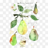 梨子-空若网 梨子-空若网