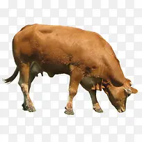 ³Ô²ÝµÄ»ÆÅ£-¿ÕÈôÍø ³Ô²ÝµÄ»ÆÅ£-¿ÕÈôÍø