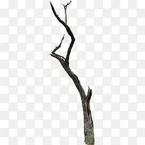 枯树素材-空若网 枯树素材-空若网