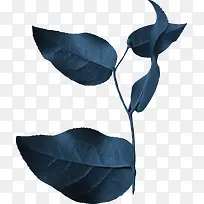 蓝色枝叶-空若网 蓝色枝叶-空若网