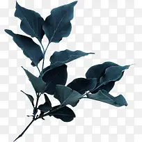 蓝色枝叶-空若网 蓝色枝叶-空若网