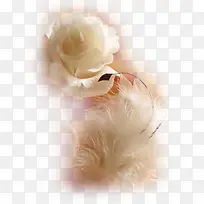 花草植物花卉素材-空若网 花草植物花卉素材-空若网