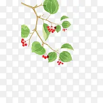 清新树枝-空若网 清新树枝-空若网