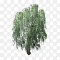 茂盛下垂柳树-空若网 茂盛下垂柳树-空若网