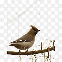 ��֦�ϵ�����ز�-������