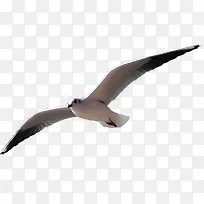 创意摄影在海上飞翔的海鸥-空若网 创意摄影在海上飞翔的海鸥-空若网