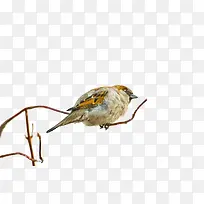 一只小麻雀-空若网 一只小麻雀-空若网