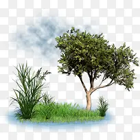 大树-空若网 大树-空若网