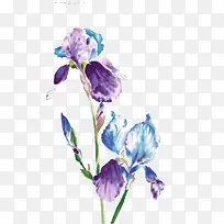 植物水彩画-空若网 植物水彩画-空若网