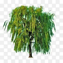 ÂÌÉ«ÁøÊ÷-¿ÕÈôÍø ÂÌÉ«ÁøÊ÷-¿ÕÈôÍø