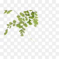 绿色银杏树枝叶子-空若网 绿色银杏树枝叶子-空若网