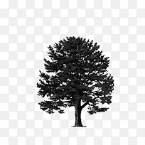 树 大树 黑白-空若网 树 大树 黑白-空若网
