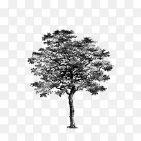 树 大树 黑白-空若网 树 大树 黑白-空若网