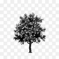 树 大树 黑白-空若网 树 大树 黑白-空若网