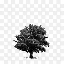 �� ���� �ڰ�-������