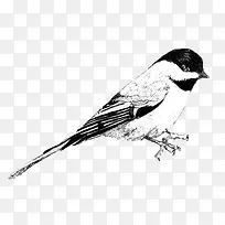 手绘小鸟-空若网 手绘小鸟-空若网