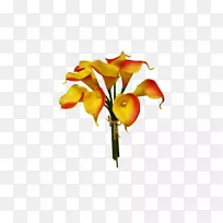 百合切花花卉设计植物-愈伤组织-空若网 百合切花花卉设计植物-愈伤组织-空若网